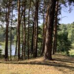 Rooted — A Muladhara Chakra Retreat